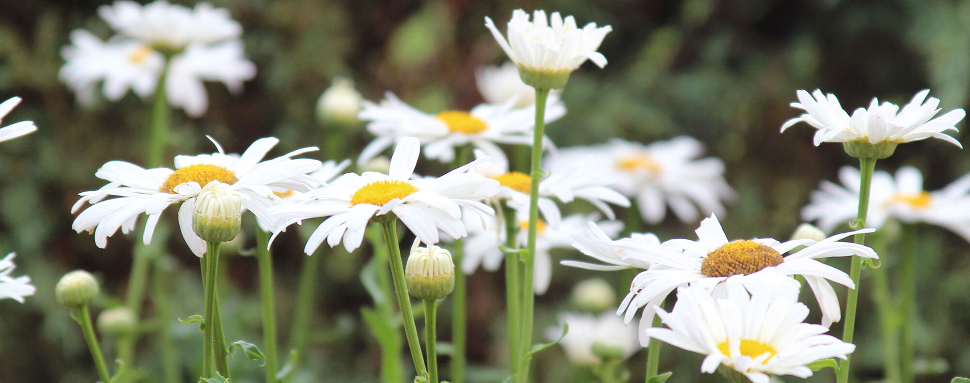 flowers header